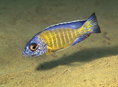 Aulonocara stuartgranti 'Liutche'